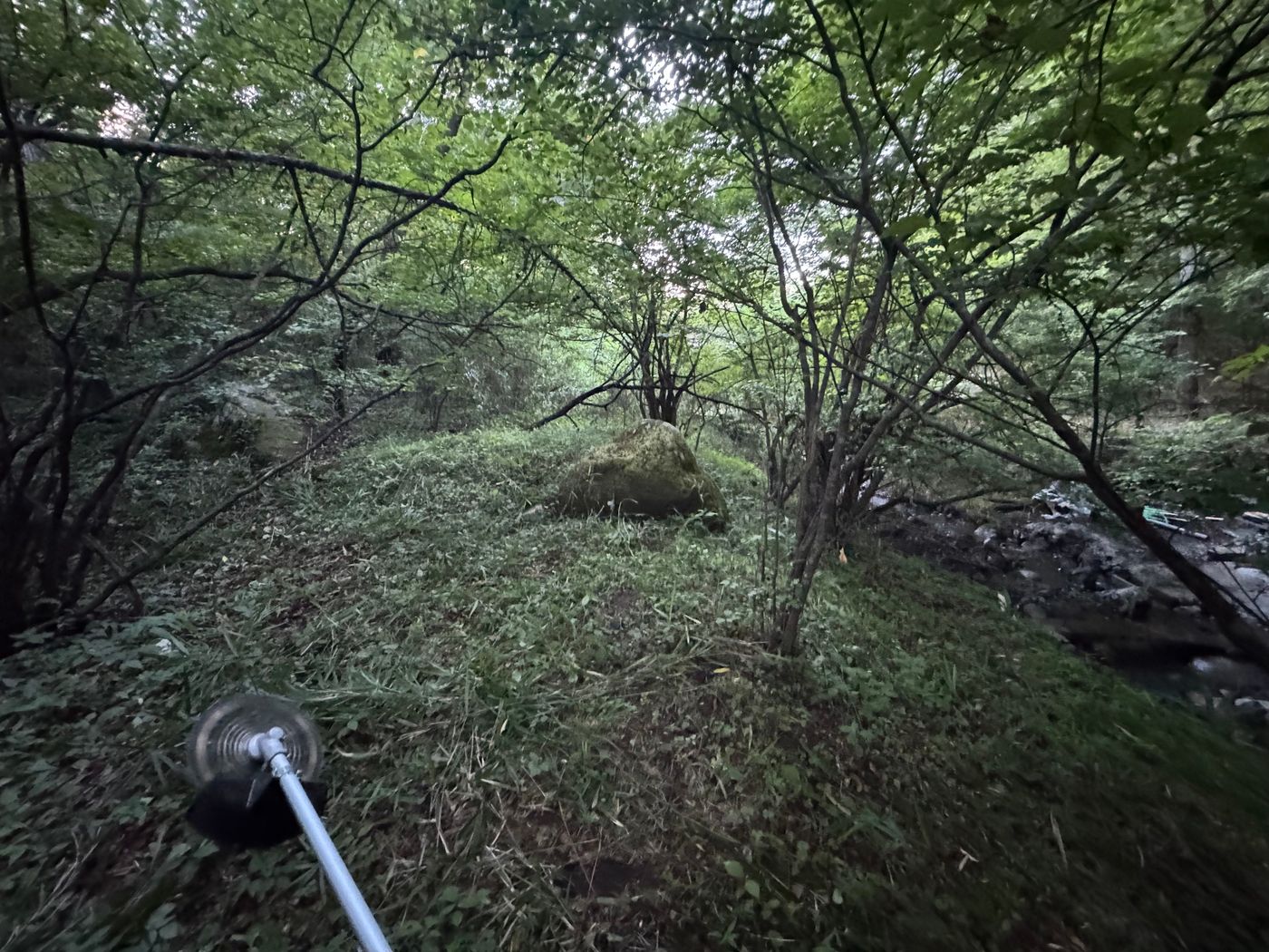 北杜市の開拓前の原野。草と木に覆われ、手つかずの状態